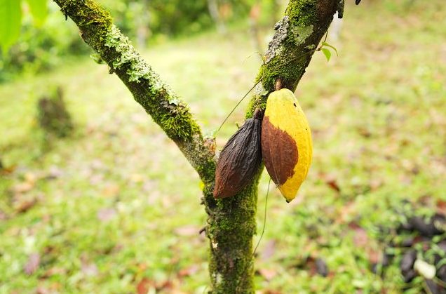 Cacau moniliophthora roreri, vagem de cacau na plantação, fungos, doença_+++