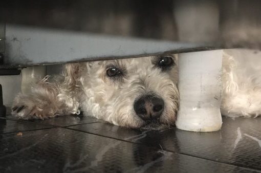 Cachorro escondido amedrontado