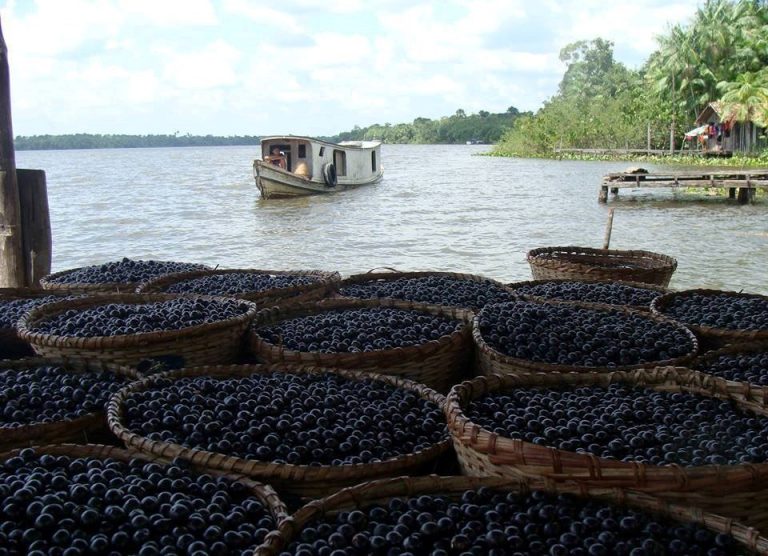 Cestos cheios de açaí na beira do rio