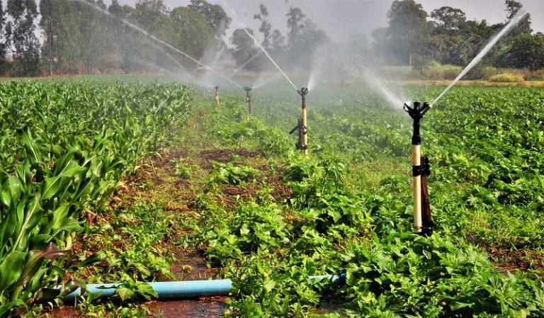 Agropecuária - plantações - irrigação - O canal de água que abastece a produção local possui 9 quilômetros e é o segundo mais extenso do Distrito Federal