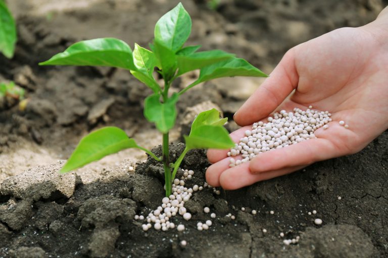 Pessoa coloca fertilizante em planta