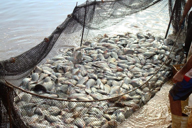 Agropecuária - criação de animais - piscicultura peixes tilápias pesca pescadores