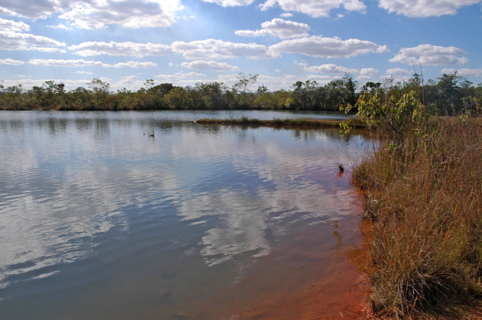 Foto de um rio cercado por mata