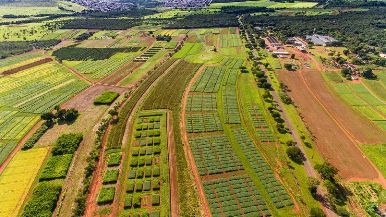 Empresa Brasileira de Pesquisa Agropecuária (Embrapa) - Embrapa Cerrados - Bioma Cerrado - agricultura - pesquisa - tecnologia - desenvolvimento sustentável