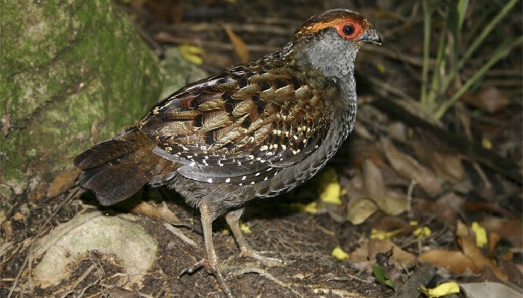 Aves de São Paulo