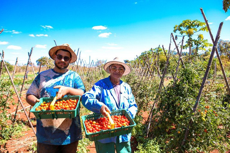 Agricultura familiar - Sobradinho - DF - Assentamento Chapadinha - tomate