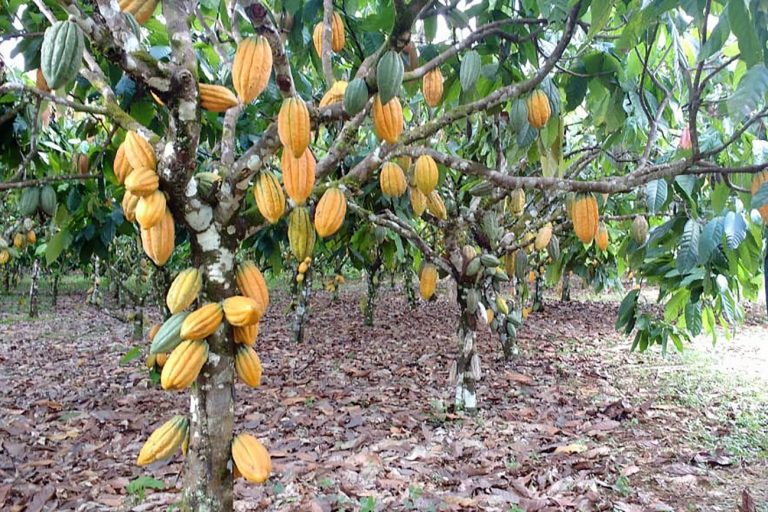Cacaueiro (árvore do cacau) carregado de frutos