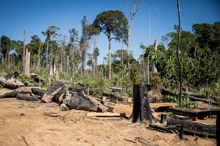 Meio Ambiente - queimada e desmatamento - madeireira ilegal - Operação Amazônia fiscaliza municípios que mais desmatam em Mato Grosso
