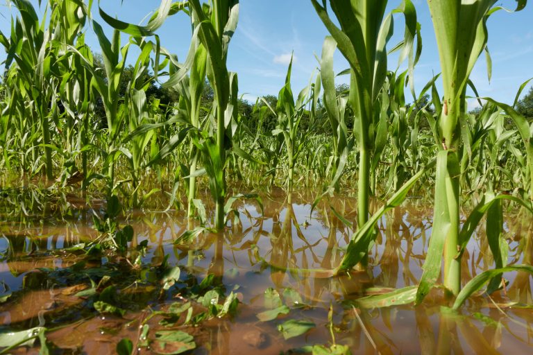 lavoura de milho alagada