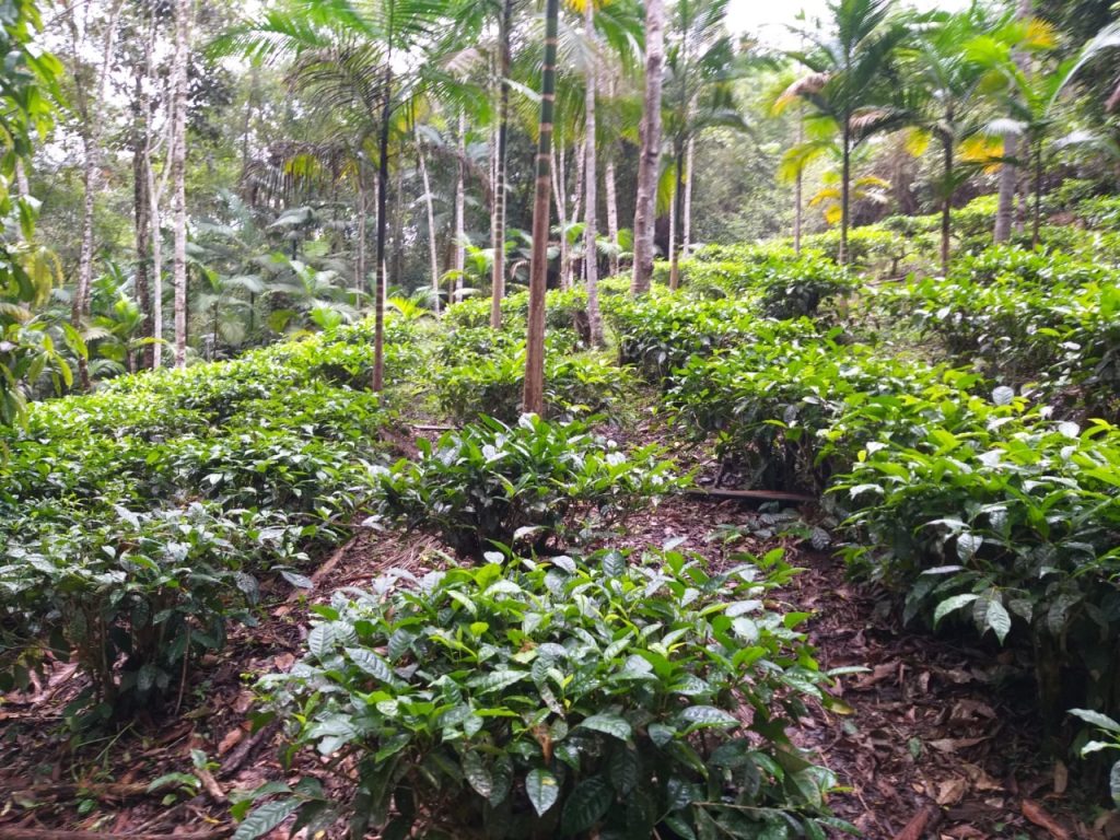 Programa de recuperação da palmeira-juçara dobra número de famílias e triplica áreas beneficiadas