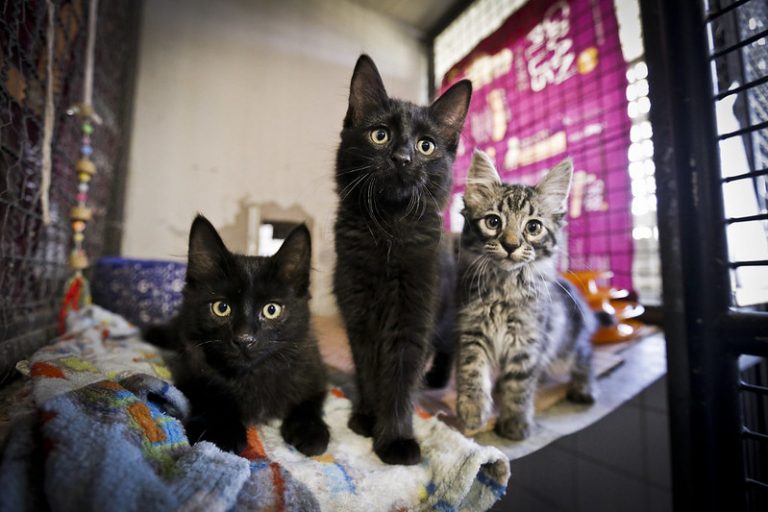 Três gatos estão olhando para a câmera