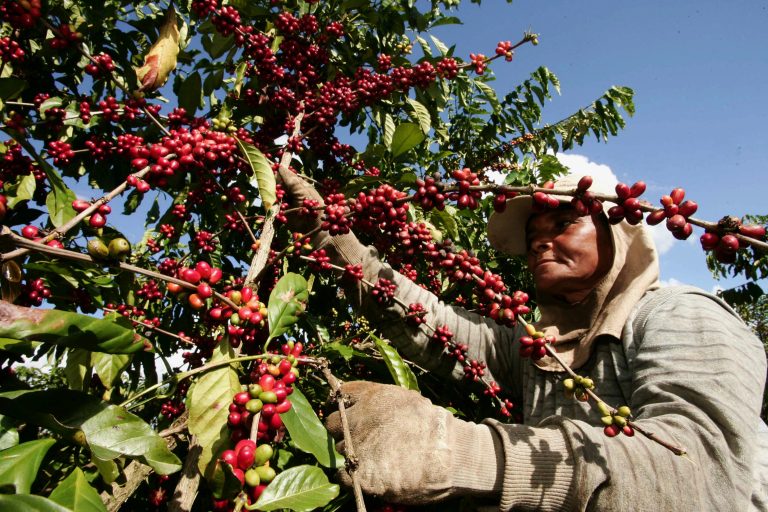 Trabalhador rural colhe café na plantação