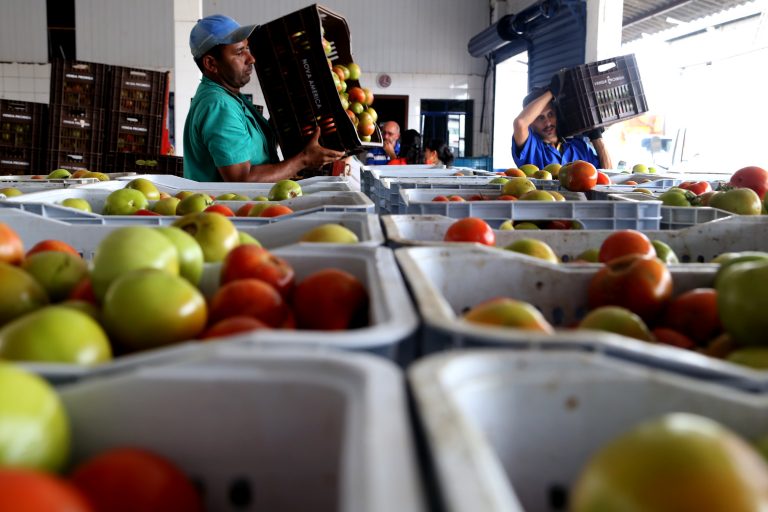 Alimentos - hortifrutigranjeiros tomates abastecimento produção agrícola (banco de alimento da Ceasa/Paraná)