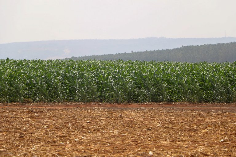 Agropecuária - plantações - plantação - fertilizantes - Agricultores do DF aumentam produtividade com fertilizante orgânico fornecido pela Caesb