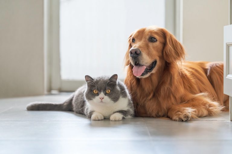 Cachorro e gato deitados um ao lado do outro no chão em cômodo de uma casa
