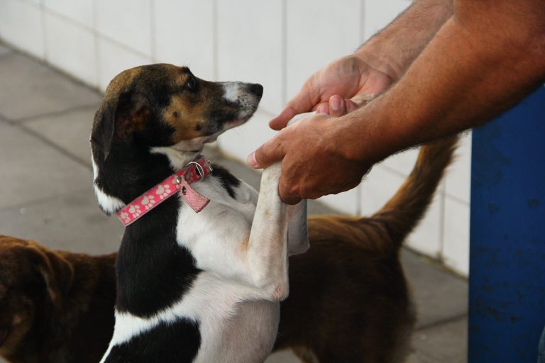 Meio Ambiente - animais e natureza - domésticos cães cachorros