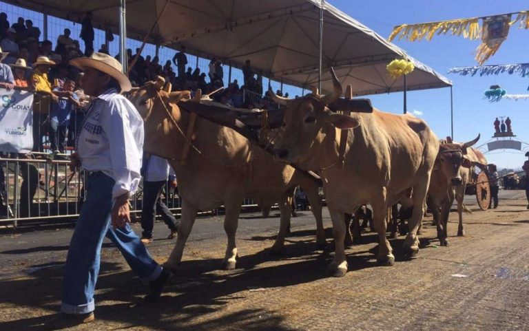 Romeiro desfila com carro de boi durante a Festa do Divino Pai Eterno, em Trindade (GO)