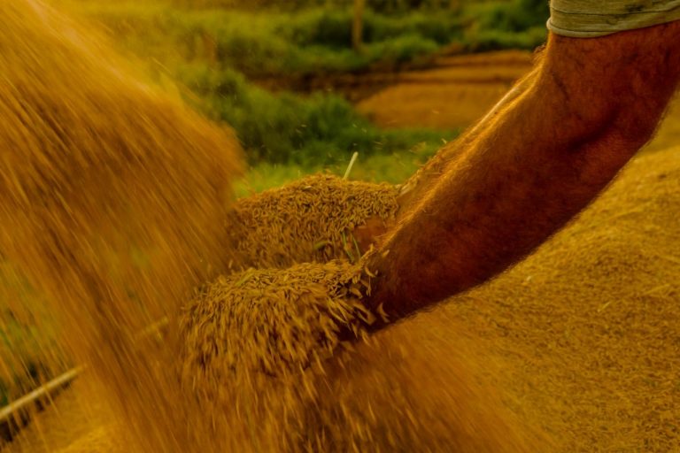 Homem trabalha na colheita de arroz