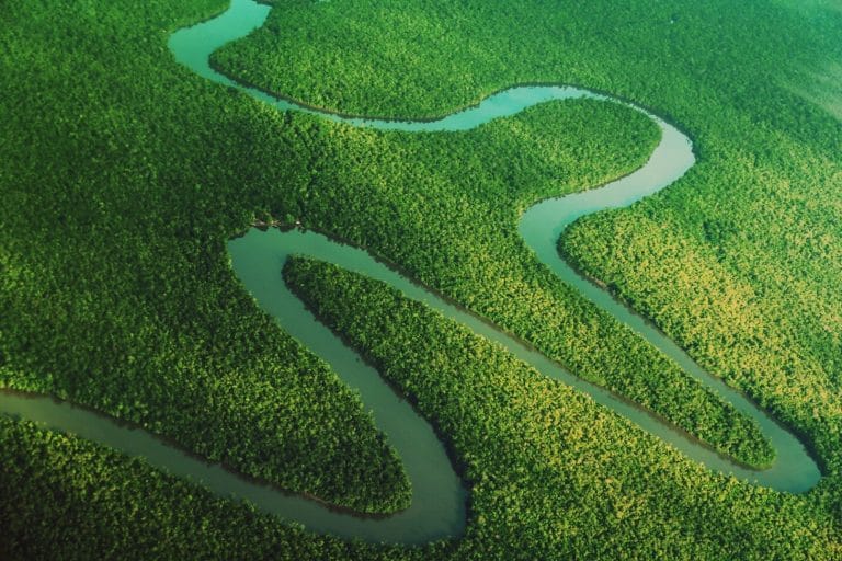 Vista aérea de uma floresta