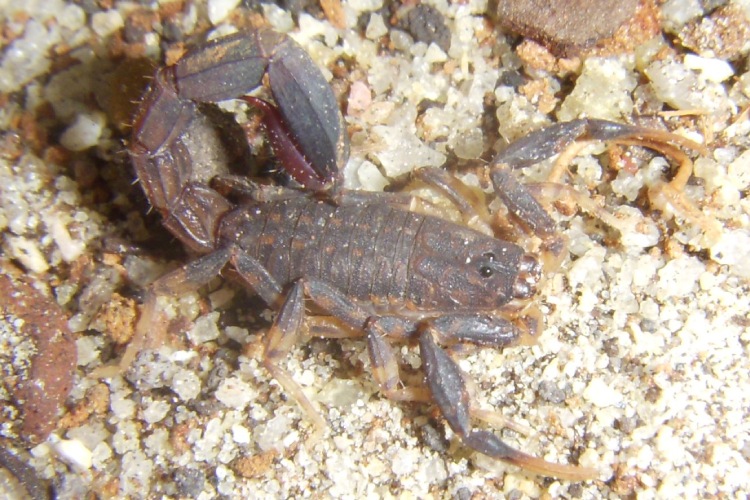 Escorpião do gênero Ananteris