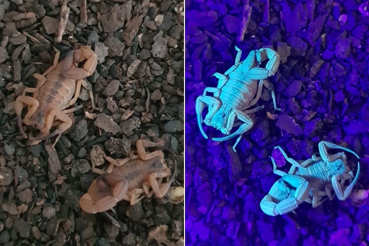 Escorpiões Fluorescentes