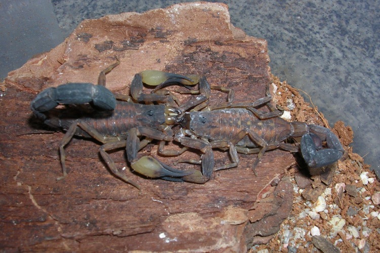 Escorpiões acasalando