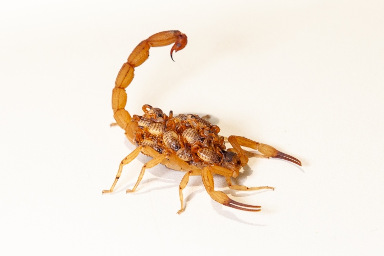 Filhotes de escorpião nas costas da mãe