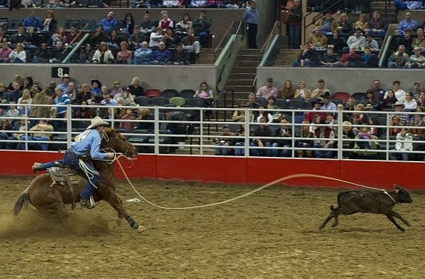 Um peão montado num cavalo laça um bezerro numa prova de rodeio