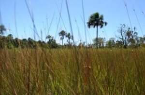 Mateiros, em Tocantins, é a Capital Nacional do Capim Dourado