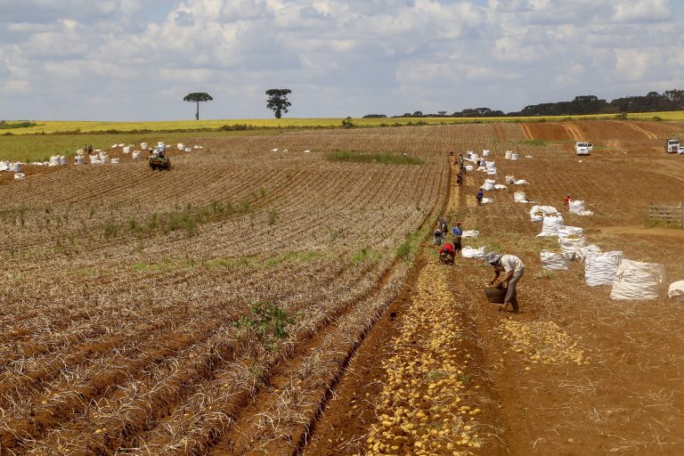 Agropecuária - plantações - lavoura - agricultura - fazenda - produção de batatas - Segundo maior produtor, Paraná responde por um quinto da batata do País