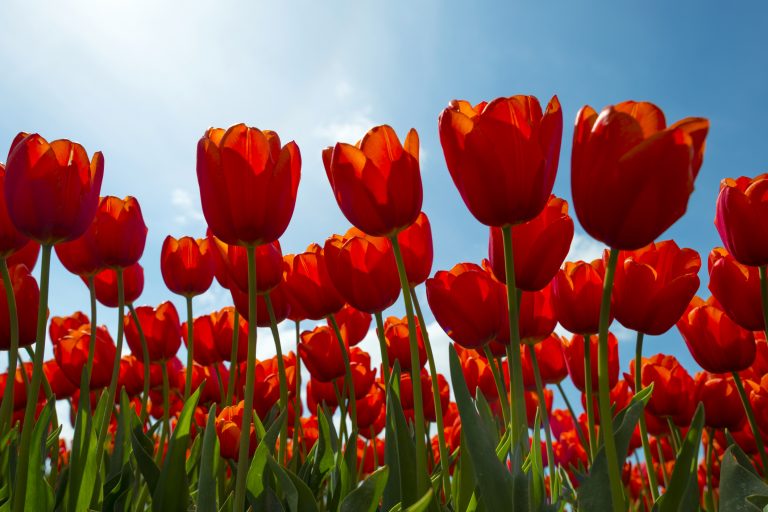 Tulipas em um campo ensolarado