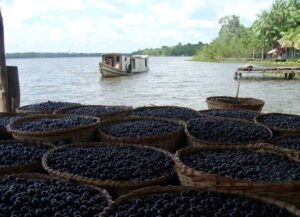 Projeto cria programa de incentivo à produção e à exportação de açaí