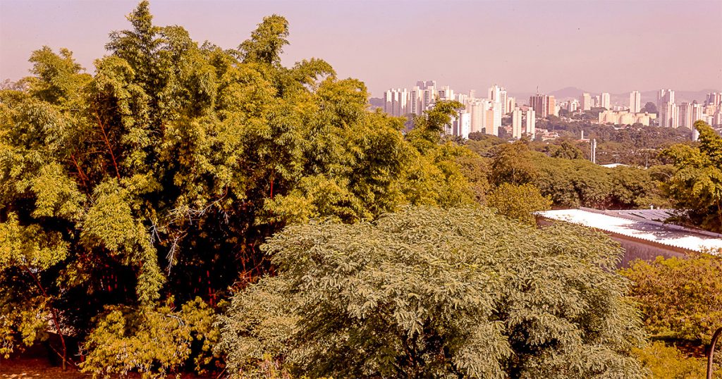 Praticar ciclismo em áreas verdes aumenta a sensação de bem-estar, aponta estudo da USP