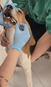 Anti-inflamatório produzido pela USP alivia dores em cães com artrose