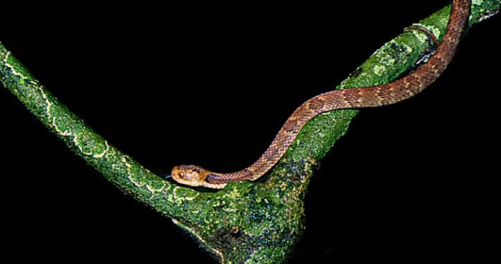 Incêndios, náufragos e até tesouro: veja curiosidades sobre a Ilha das Cobras, no litoral sul de SP