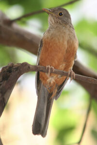 Por que as aves megacoloridas sumiram das cidades? Veja estudo da USP