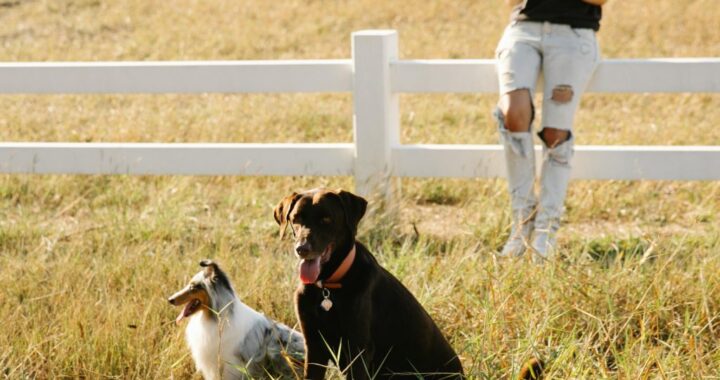 SP destaca destinos ‘pet friendly’ para o Dia Mundial do Cão