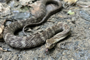 Conheça as falsas-jararacas, espécies que imitam a serpente peçonhenta, mas são inofensivas