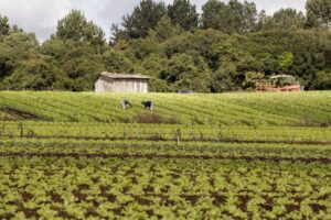 Comissão debate manifesto das cooperativas da agricultura familiar para a COP 30