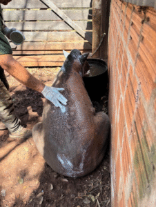 Animal vítima de incêndio florestal é resgatado e recebe cuidados de centro credenciado pelo Governo de SP