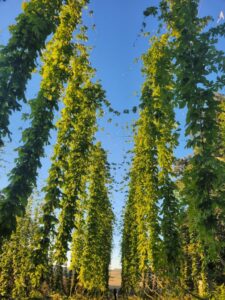 Lúpulo de SP ganha espaço na produção artesanal e desperta interesse de cervejarias