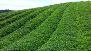 SP amplia produção de mudas e impulsiona o campo paulista