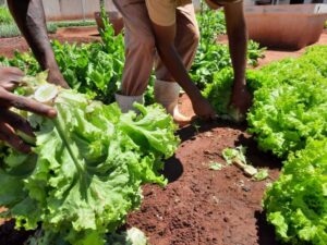 Reeducandos produzem 19 toneladas de hortaliças por mês em presídios da região de Bauru