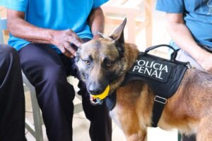 Cão da Polícia Penal de SP leva bem-estar a lar de idosos em Pirajuí