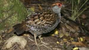 SP coloca mais de 800 espécies de aves em novo catálogo; confira