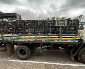 Operação contra falsificação de bebidas em SP termina com 5 presos e 500 mil garrafas apreendidas