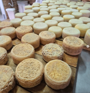 Rota do Queijo: 6 produtores artesanais perto de SP para visitar em um bate e volta