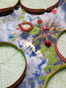 Concurso de fotografia premia imagens do cotidiano e da paisagem do campus da USP no Butantã; confira os vencedores