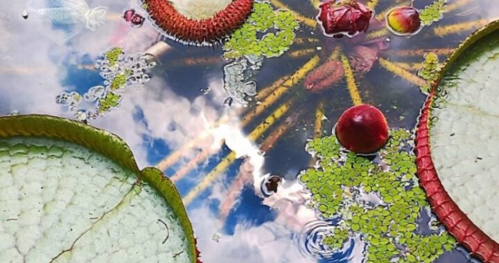 Concurso de fotografia premia imagens do cotidiano e da paisagem do campus da USP no Butantã; confira os vencedores