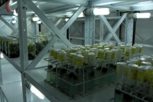 Do microscópio ao campo: o laboratório que impulsiona a fruticultura paulista